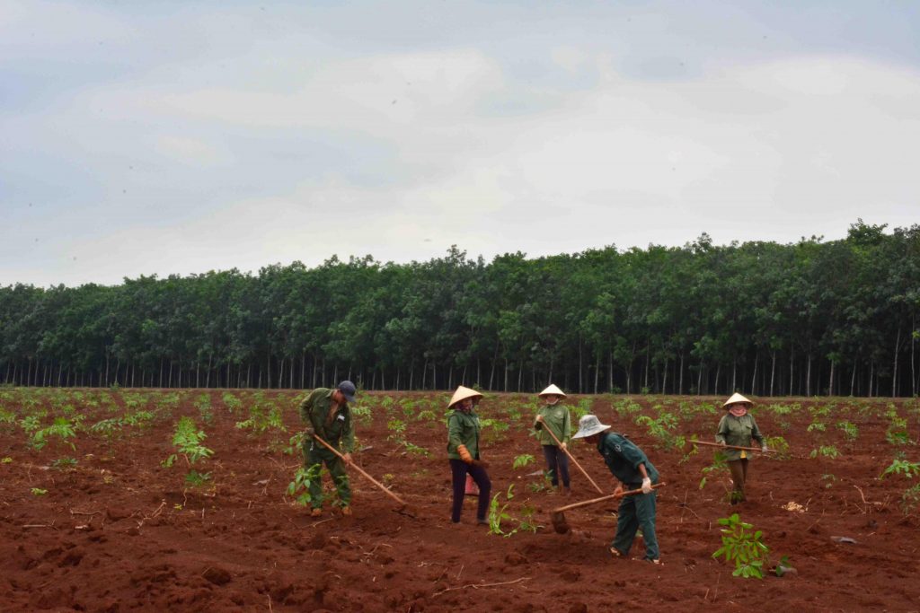 Công nhân trên vườn cây tái canh trồng mới